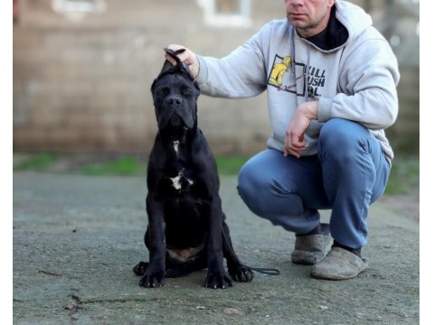 Şecereli Full Aşılı Cane Corso Yavruları