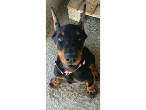 Sağlık Ve Irk Garantili Doberman
