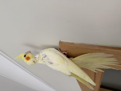 Yavru Ev Beslemesi Sultan Papağanları