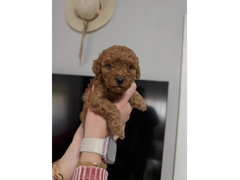 Toy Poodle Yavrular