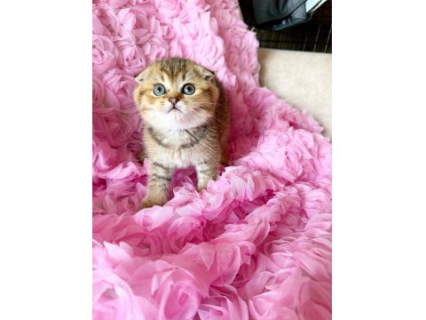 3 Adet Dişi Kedimiz