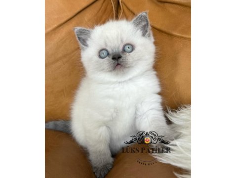 Bebişim Blue Point British Shorthair
