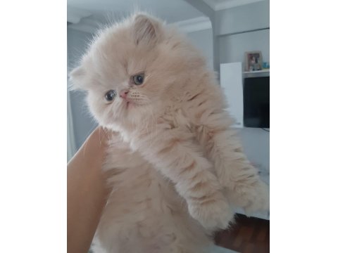 İran Exotic Longhair Bebekler