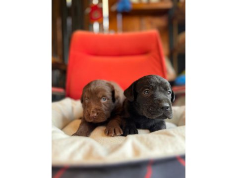Cana Yakın Labrador Yavrularımız Yeni Sahibine Hazır