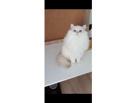 Safkan Anne Ve Babanın Wcf Onaylı British Longhair Yavruları