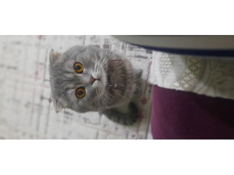 Minik British Yavrumuza Yuva Arıyoruz