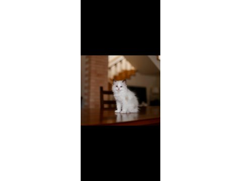 Asil Ragdoll
