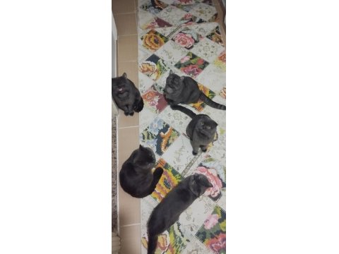 Yetiştirici Olmak İsteyenler İçin Bir Erkek British Bir Dişi Scottish Fold