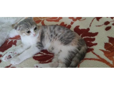 Scottish Fold Kedimiz Sahibini Arıyor