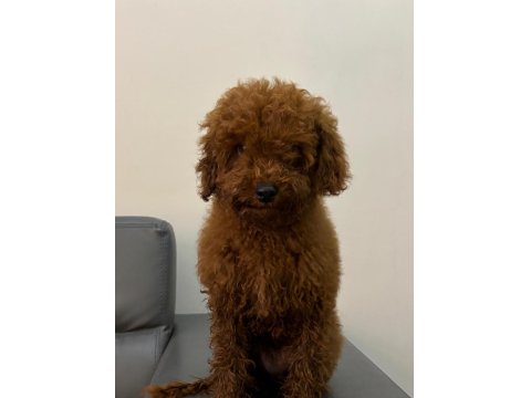 6 Aylık Toy Poodle Köpeği