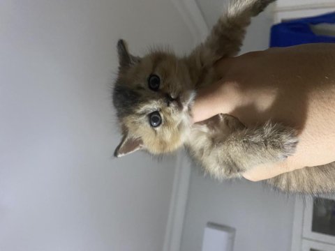 Süper Scottish Fold Golden Yavrular Uygun