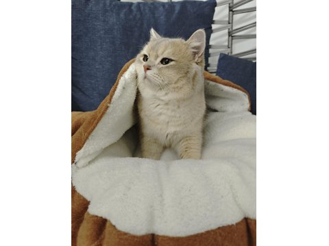 Safkan British Shorthair Ay11 Erkek