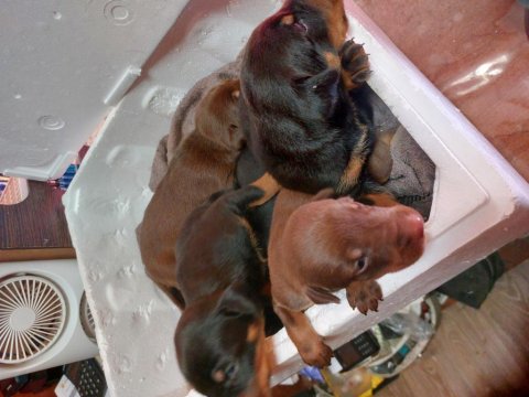 Tek Eksileri Şecere Belgeli İri Doberman Yavrular