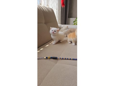 Kaliteli British Shorthair Kediler