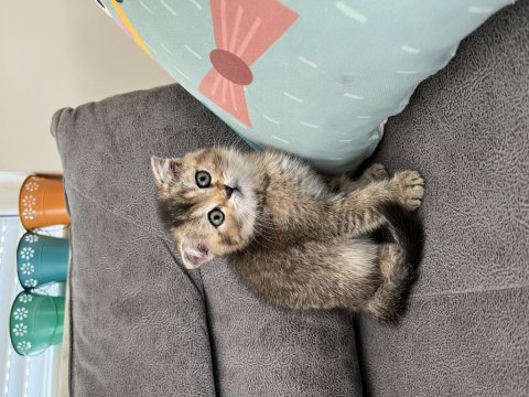 Scottish Black Golden Ny25