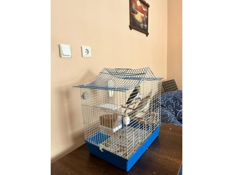 Yumurtlamaya Hazır Çift Sultan Papağanı