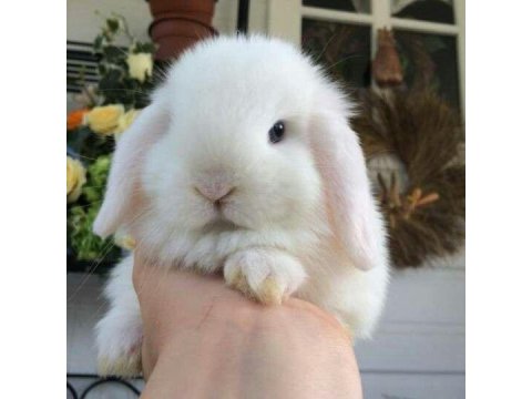 Hollanda Lop Tavşanı
