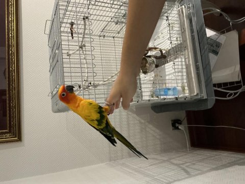 Güneş Konur Papağanımız