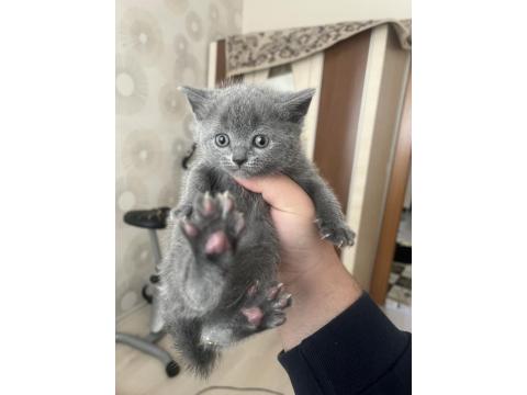 British Shorthair Kedisi