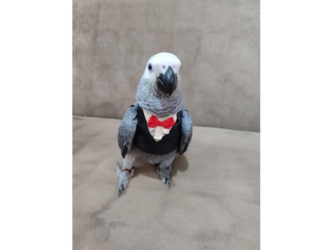 Jako İçin Açıklamayı Okuduktan Sonra İletişime Geçebilirsiniz