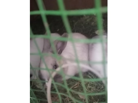 Hollanda Cüce Tavşanı