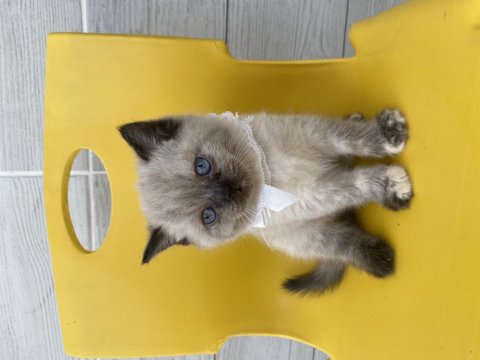 Scottish Fold Kediler