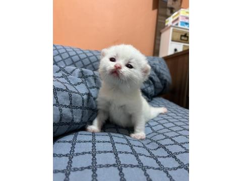 British Yavrularımız Rezerveye Açıktır