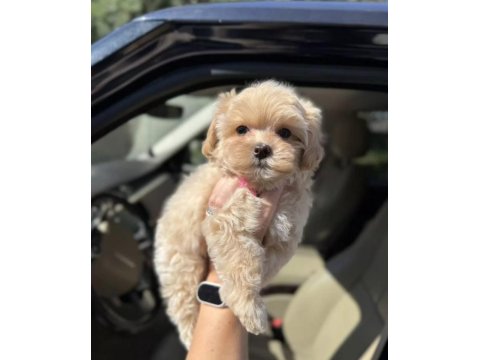 Oyun Arkadaşı Maltipoo Köpeklerimiz