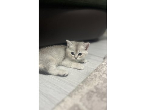 Scottish Ayı Yüzlü Yavru Kediler