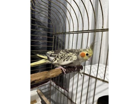 Sağlıklı Dişi Sultan Papağanı