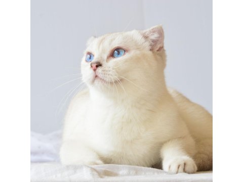 Efsane Uyumlu Harika - Sevecen Sorunsuz Scottish Fold