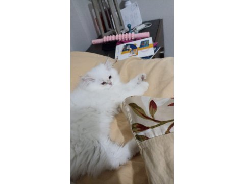 Güzel British Longhair Kızımıza Damat Arıyoruz