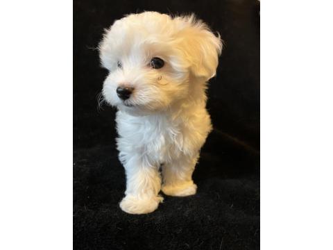 Karbeyaz Maltese Terrier Bebekler