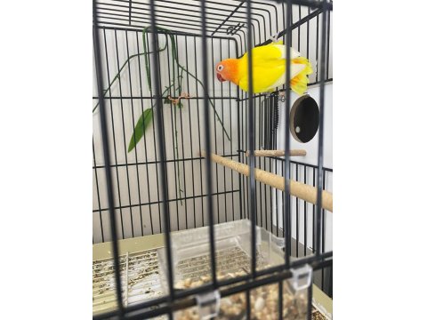 Sevda Papağanları (Uyguna)