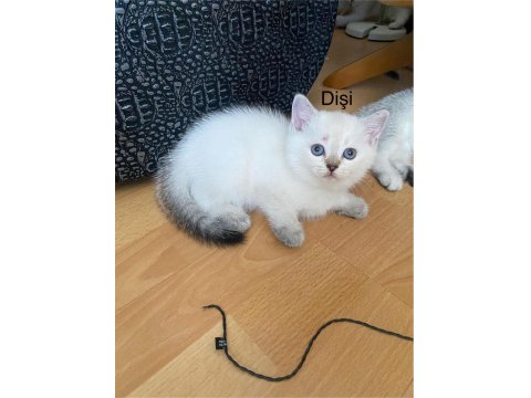 British Shorthair Yavruları