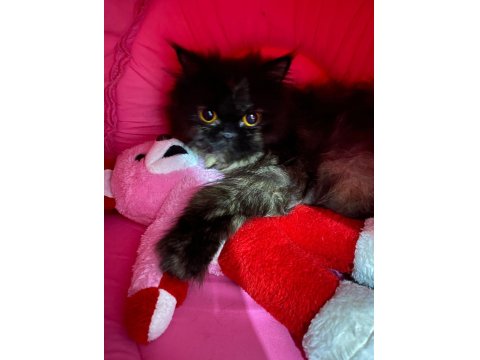 3 Yaşında Dişi İran Kedisi Sahiplendirme