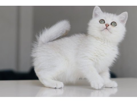 Full Şecereli Babadan Teslime Hazır Erkek Kedimiz