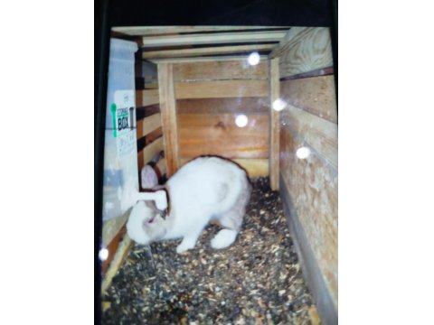 Bir Dişi Bir Erkek Hollanda Cüce Tavşanı Sahiplenmek İstiyenler Yazsın