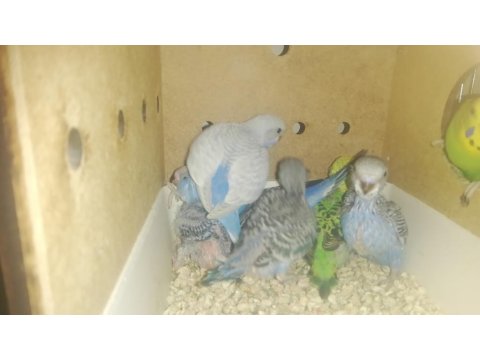 Yavru Muhabbet Kuşları