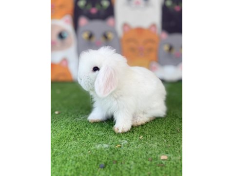 Hollanda Lop Yavru Tavşanlar Gönderim Yapılır