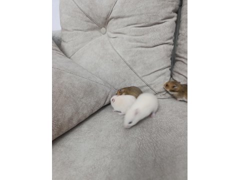 Yavru Suriye Hamsterleri