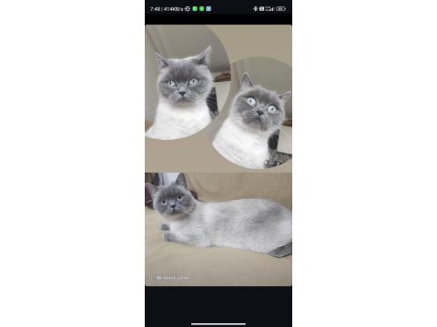 British Shorthair Kızımıza Güvenilir Ve Ömürlük Aile Arıyoruz