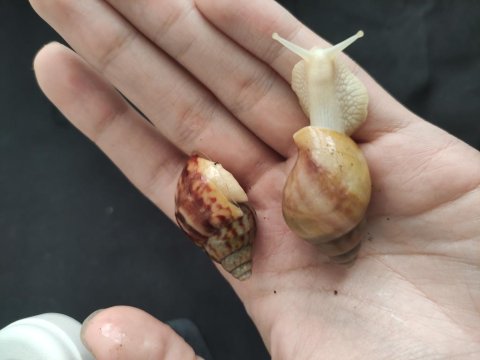 Dev Afrika Salyangozu (Kargo İmkanı)