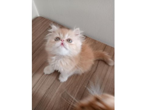 Safkan Şecereli İran Kedisi Bebekler