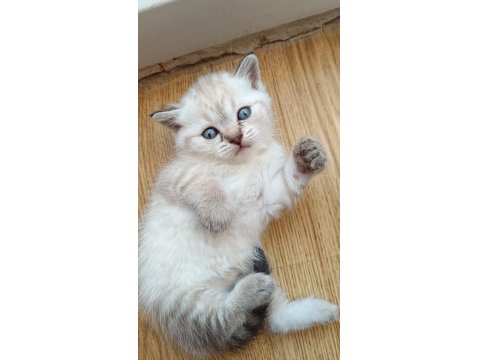 British Shorthair Yavrular Yeni Yuvayı Bekliyor!