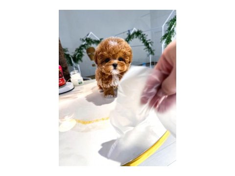 Safkan Maltipoo Köpeği Bebeklerimiz