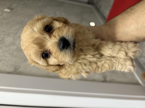 Yavru Maltipoo