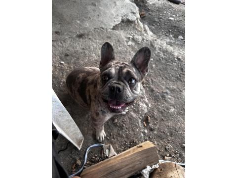 Egzotik Merle French Bulldog