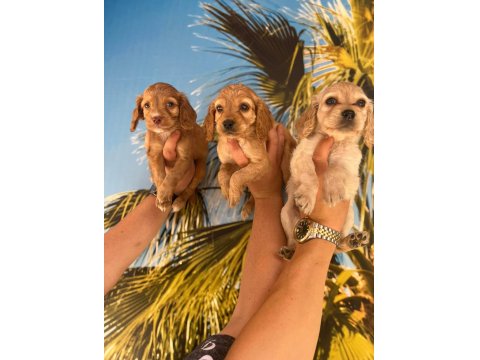 Irk Ve Sağlık Garantili Cocker Bebekler Hazır