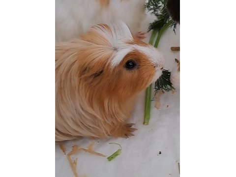 Sheltie Irk Ginepig